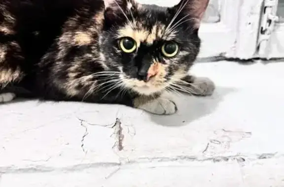 Найдена кошка, Армавирская 25