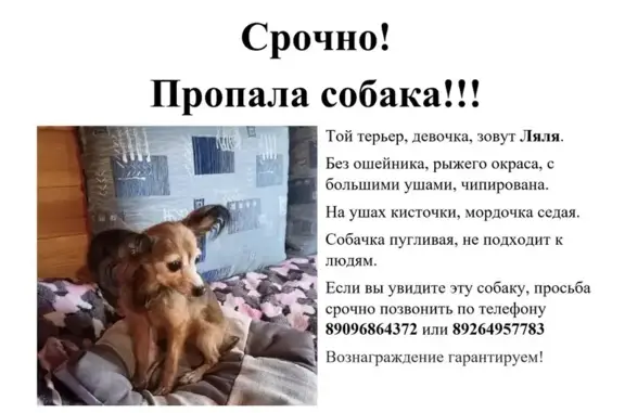 Пропала собака в Московской обл.