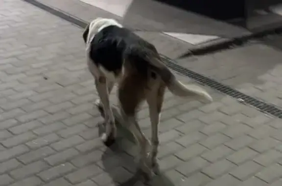 Найдена собака, Ленинский пр-т, Воронеж