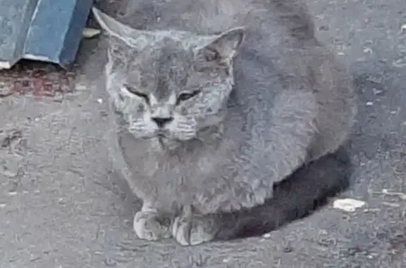 Найден худой кот: Чертановская, 21 к1