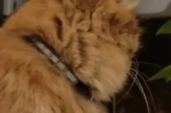 Найденные животные Санкт-Петербург, фото: Кот найден: ул. Нахимова, 1, СПб