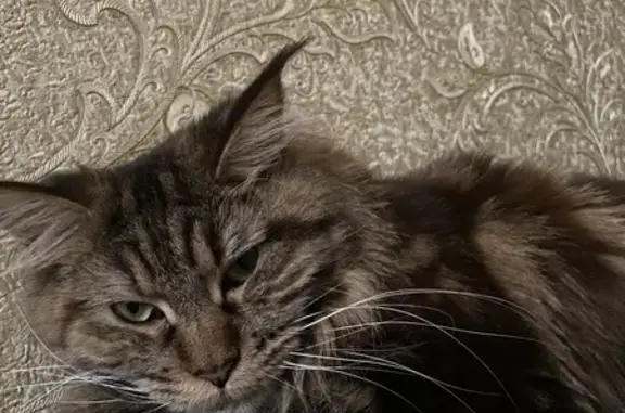 Потерянные животные , фото: Пропала кошка Ольга, 41/99 Балаклава