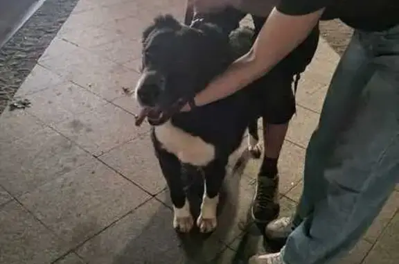 Найдена собака в Останкино, Москва