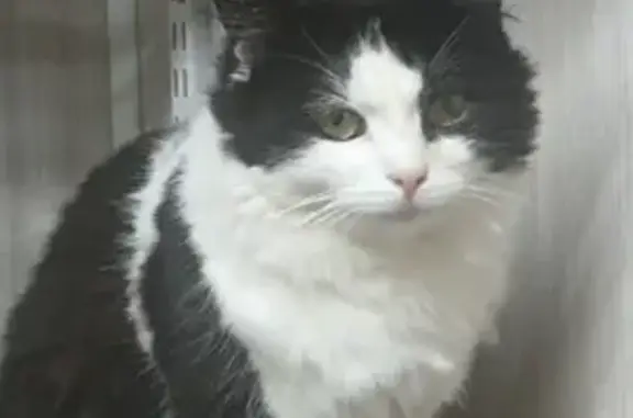 Кошки потеряшки, Хапо-Ое, фото: Потеряшка кот Миша, Спортивный пер., Хапо-Ое