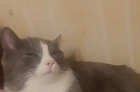 Кошки потеряшки, Санкт-Петербург, фото: Потеряшка кот Томас, пр. Ветеранов, 102