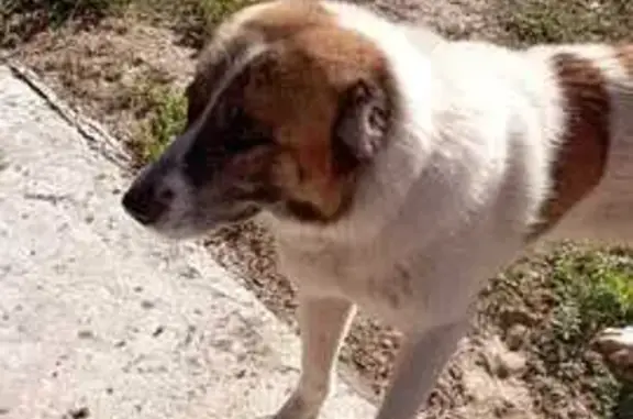 Найдена собака в СНТ Копцево