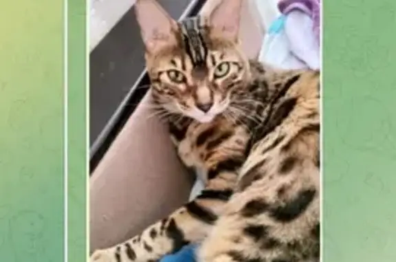 Кошки потеряшки, Октябрьский, фото: Потеряшка кошка на ул. Согласия, 6