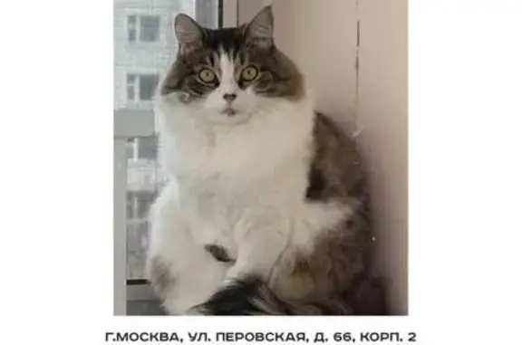 Пропала кошка: Перовская, 66 к2