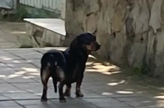 Найдена собака: Ставропольская, 37