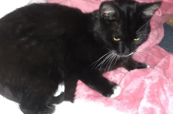 Черный котенок найден: Пионерская, 7
