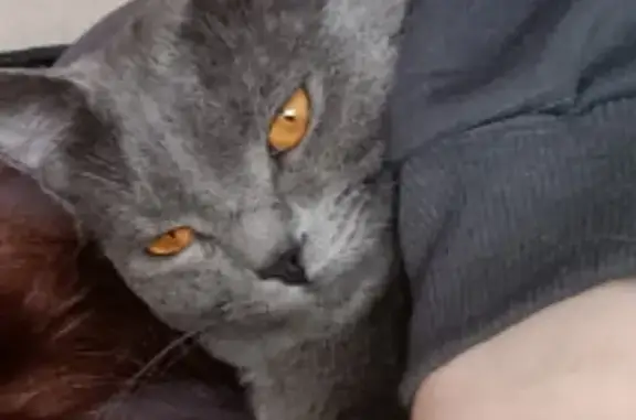 Кошки потеряшки, Киров, фото: Потеряшка серая кошка, ул. Попова, 60