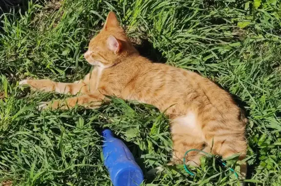 Кошки потеряшки, , фото: Потеряшка кошка: Молодёжная, Б. Давыдово