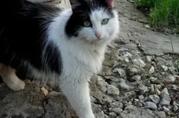 Пропал кот Тимоша, Елец, ул. Костенко, 42