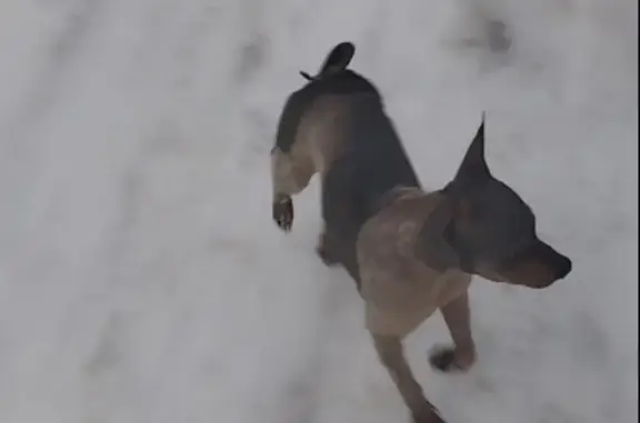 Собаки потеряшки, Красный Яр, фото: Потеряшка собака: Больничная, 15