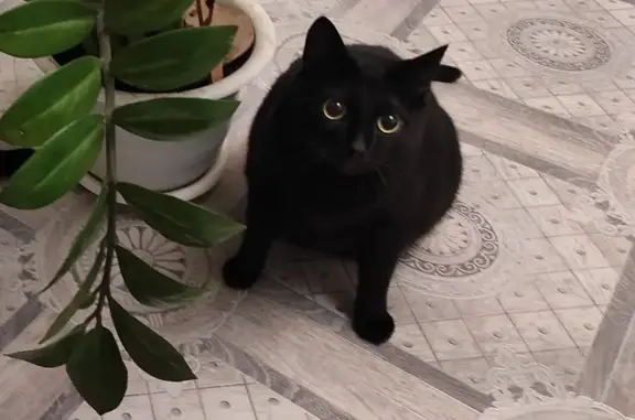 Кошки потеряшки, Красноярск, фото: Потеряшка кошка, ул. 60 лет Октября, 36