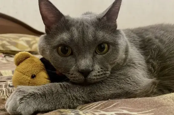 Кошки потеряшки, Санкт-Петербург, фото: Потеряшка кот: Туристская 15к2, СПб