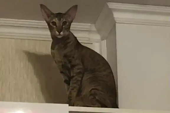 Кошки потеряшки, , фото: Потеряшка кошка, В-И Лазоревый, Волгодонск