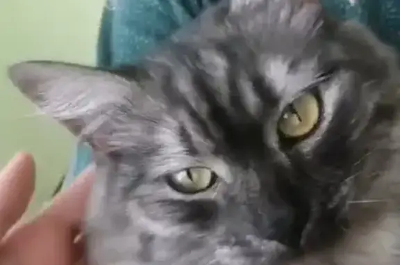 Пропал кот Тошио: Чапаева, 41