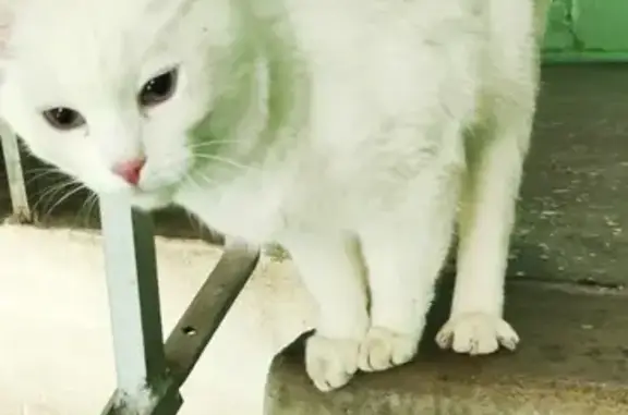 Найден толстый кот: Д. Зверева, 10