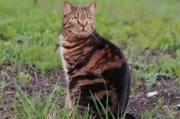 Пропала кошка в Никольском, Татарстан