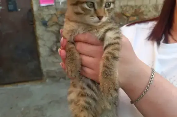 Найдена кошка: 2-я Рабочая ул., Чита