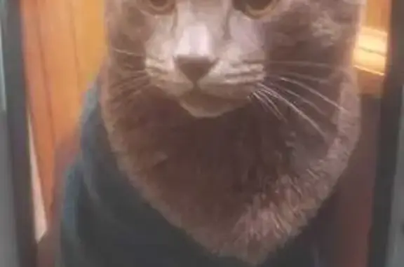 Кошки потеряшки, Санкт-Петербург, фото: Потеряшка кот: Народная ул., 25, СПб