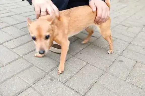 Найдена собака у Спара, Гагарина 13