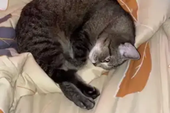 Кошки потеряшки, Заречный, фото: Потеряшка кошка: Курчатова, 49, Заречный