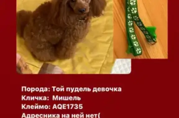 Пропала собака Мишель, МО Мотяково