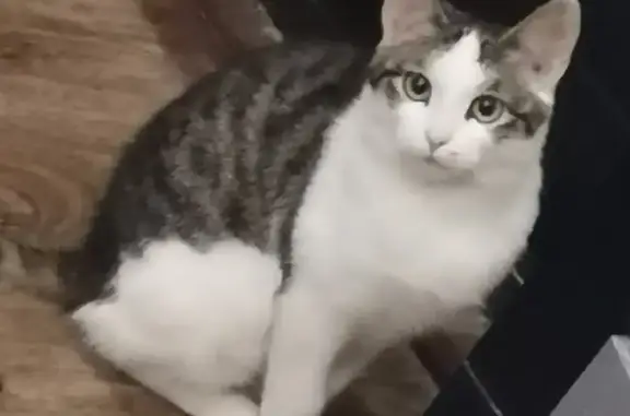 Кошки потеряшки, Квасниковка, фото: Потеряшка кошка Вася! Колхозная, Квасниковка