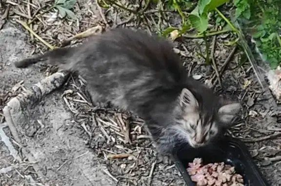 Найдена кошка: Мироновская, 27 с10