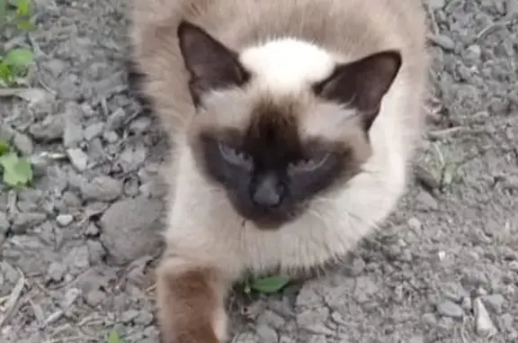 Пропала сиамская кошка: Лесозащитная, 13