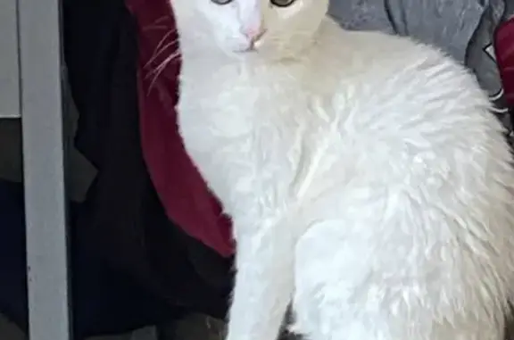 Пропала белая кошка: Иванова, 3