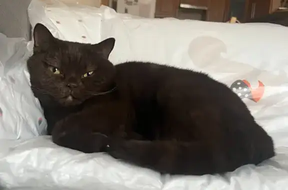 Кошки потеряшки, Санкт-Петербург, фото: Потеряшка британская кошка: Мебельная, 35к2