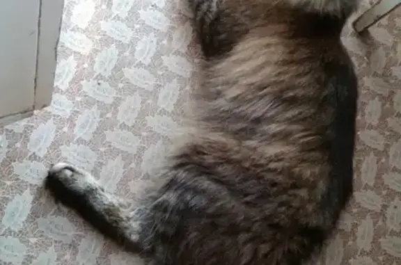 Пропал кот: Сущинского, Саранск