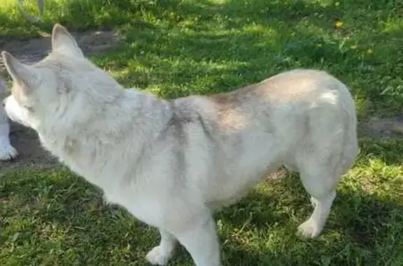 Найдена собака, , фото: Найдена собака в Абрамовке, МО