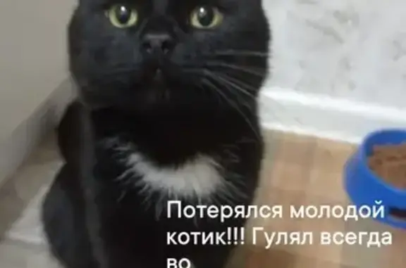Пропал кот Боря на Первомайской, 37А