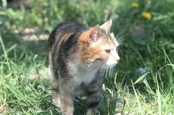 Найдена кошка, Северная ул., Кратово