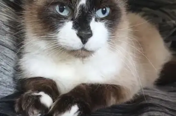 Кошки потеряшки, Великий Новгород, фото: Потеряшка кошка: Зелинского, 17 к3