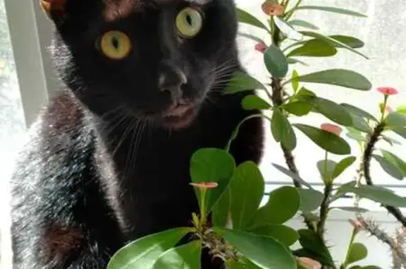 Пропала черная кошка, ул. Пилютова, 30