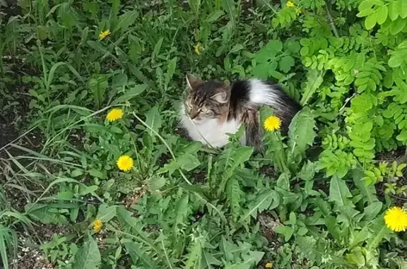 Найдена кошка: Будапештская, 77, СПб