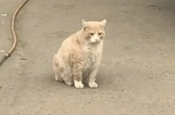 Пропал рыжий кот, Нижний Новгород
