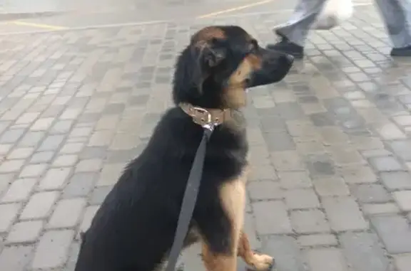 Пропала собака в Новосибирске!