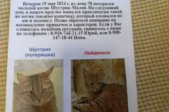 Пропала кошка, Бондарный пер., Воронеж