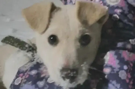 Собаки потеряшки, Юго-Камский, фото: Потеряшка собака на Первомайской, Юго-Камский