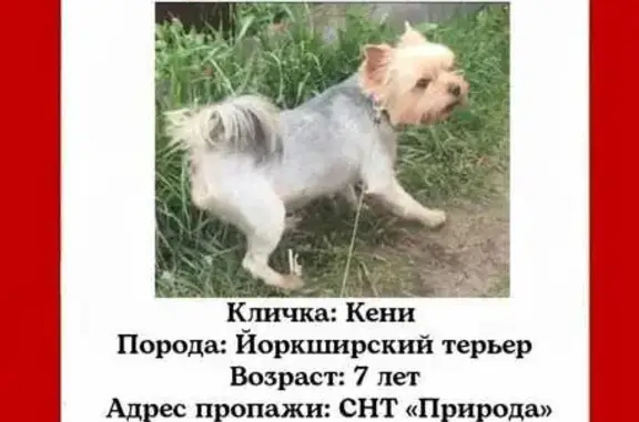 Пропала собака в Пискалах, Самарская обл.