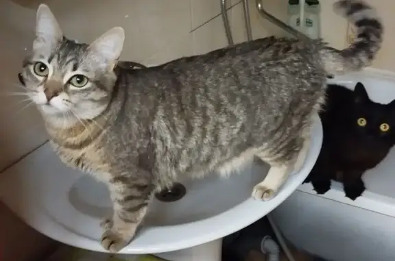 Кошки потеряшки, Ярославль, фото: Потеряшка кошка: Дзержинского, 51, Ярославль