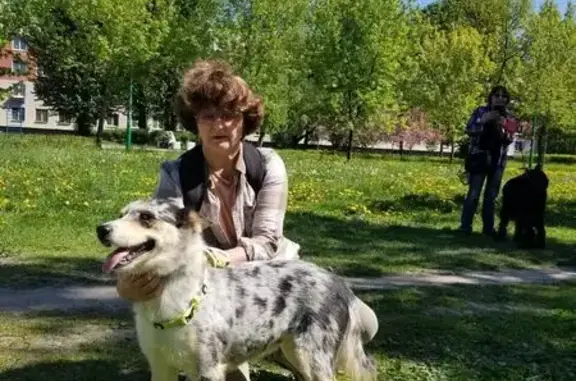 Найдена собака: ул. Л. Голикова, СПб
