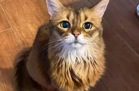 Кошки потеряшки, Кассины, фото: Потеряшка кошка, Кассины, Кировская обл.