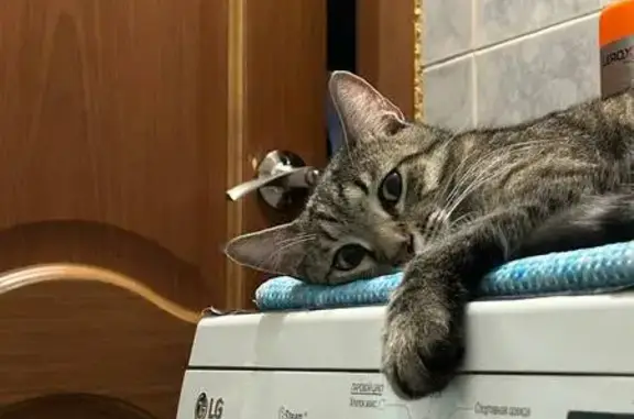 Пропала кошка: П. Лаврова, 4, Сясьстрой